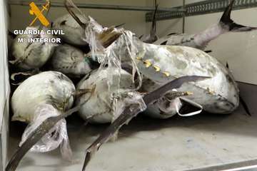 Intervención de agentes del Seprona de la Guardia Civil/TA.